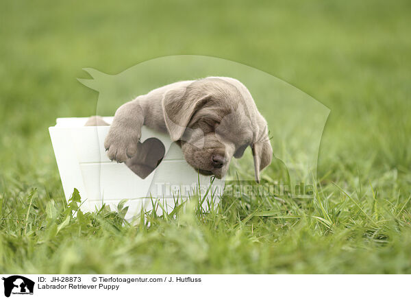 Labrador Retriever Puppy / JH-28873