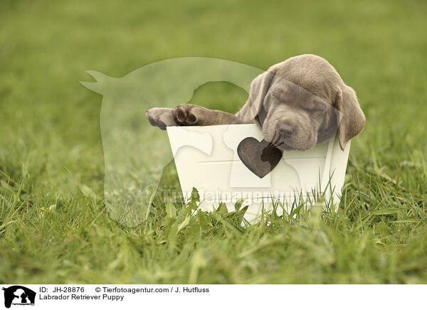 Labrador Retriever Puppy / JH-28876