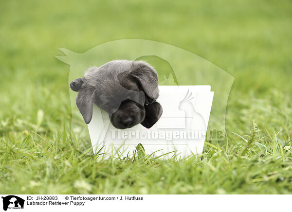 Labrador Retriever Puppy / JH-28883