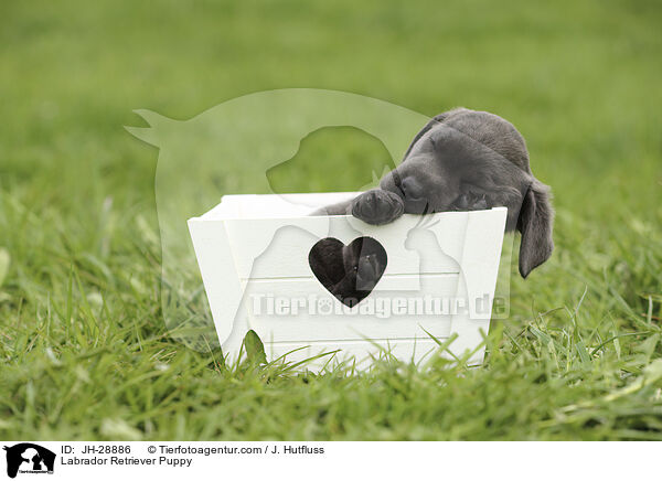Labrador Retriever Puppy / JH-28886