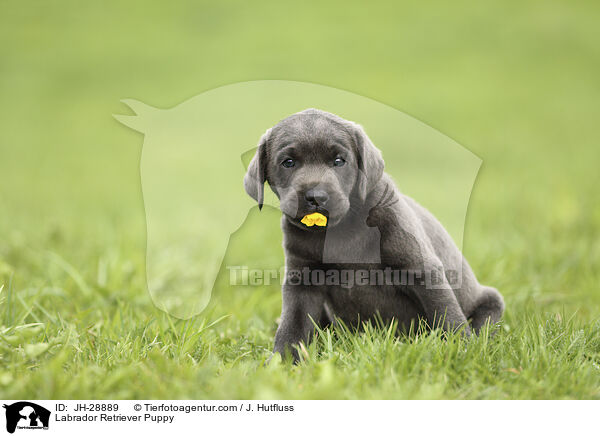 Labrador Retriever Puppy / JH-28889