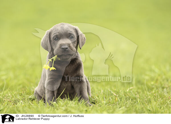 Labrador Retriever Puppy / JH-28890
