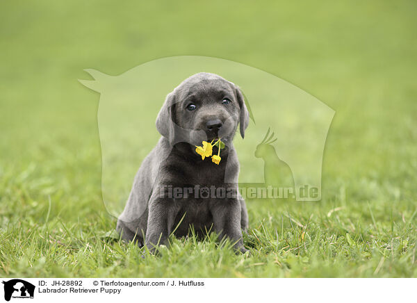 Labrador Retriever Puppy / JH-28892