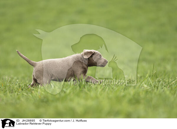 Labrador Retriever Puppy / JH-28895