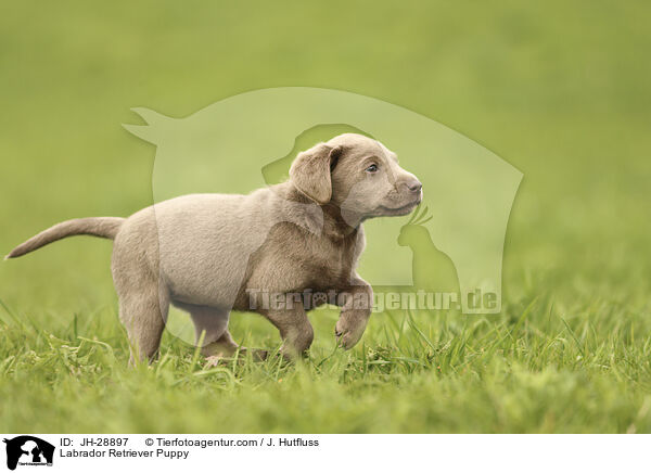Labrador Retriever Puppy / JH-28897