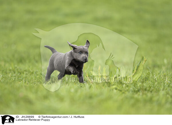 Labrador Retriever Puppy / JH-28899