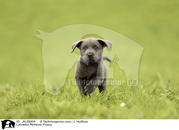 Labrador Retriever Puppy / JH-28904