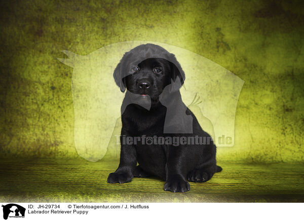 Labrador Retriever Puppy / JH-29734
