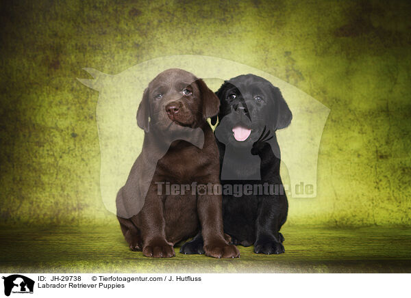 Labrador Retriever Puppies / JH-29738