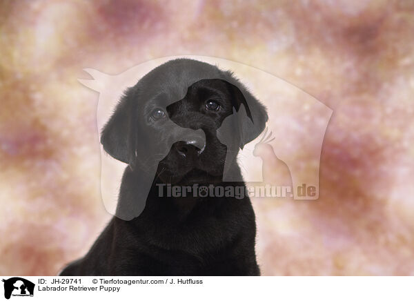 Labrador Retriever Puppy / JH-29741