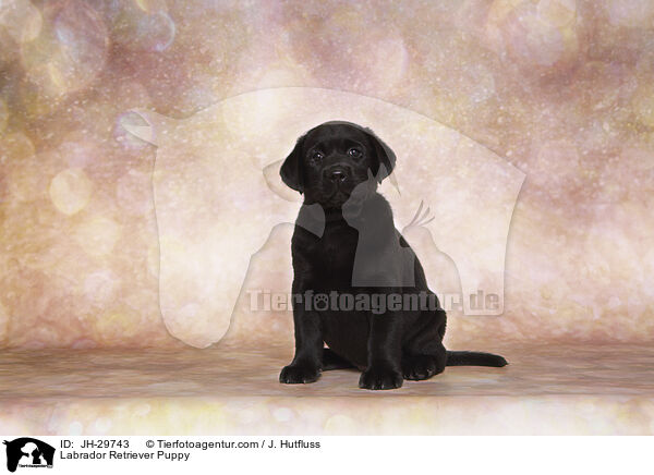 Labrador Retriever Puppy / JH-29743