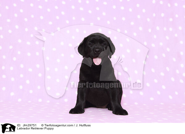 Labrador Retriever Puppy / JH-29751