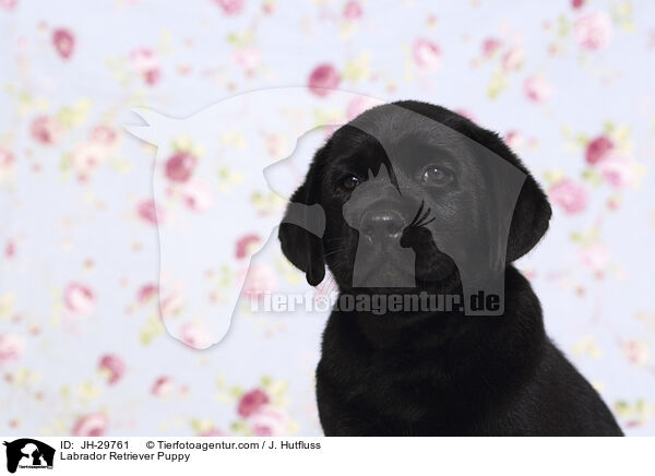 Labrador Retriever Puppy / JH-29761