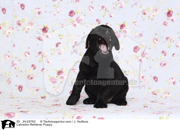 Labrador Retriever Puppy / JH-29762