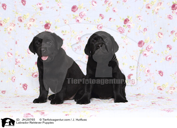 Labrador Retriever Puppies / JH-29765