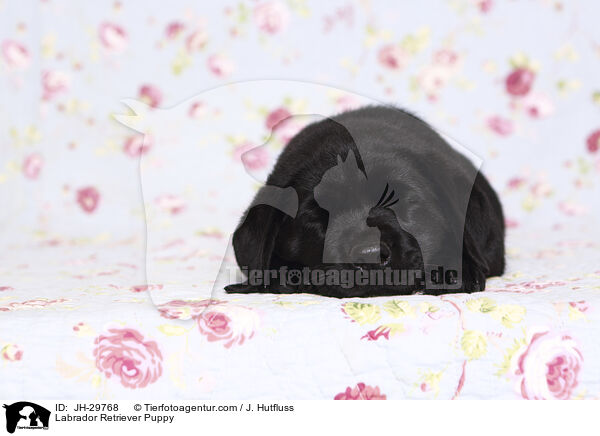 Labrador Retriever Puppy / JH-29768