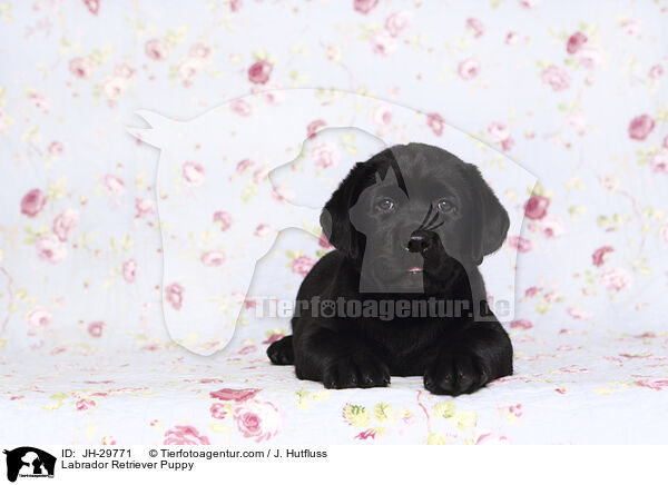 Labrador Retriever Puppy / JH-29771