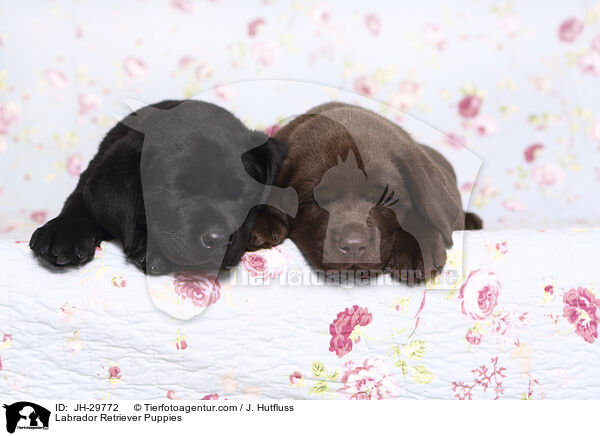 Labrador Retriever Puppies / JH-29772
