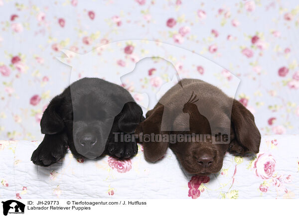 Labrador Retriever Puppies / JH-29773