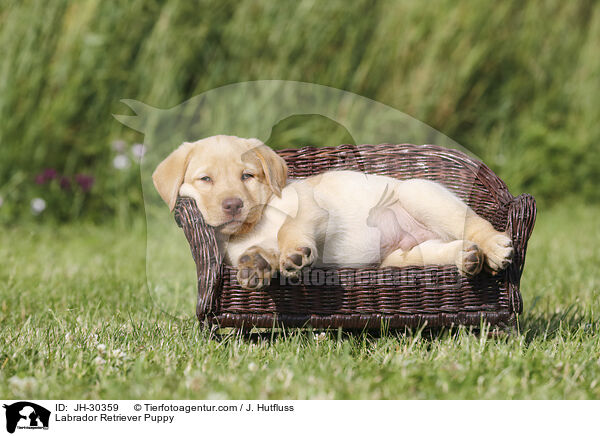 Labrador Retriever Puppy / JH-30359