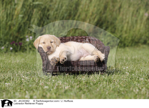 Labrador Retriever Puppy / JH-30362