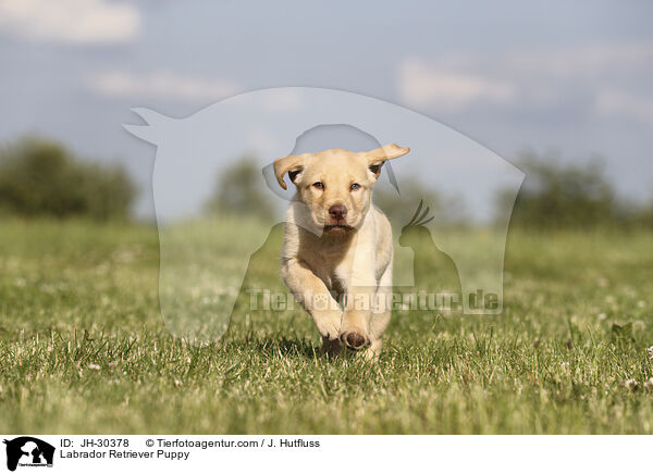 Labrador Retriever Puppy / JH-30378