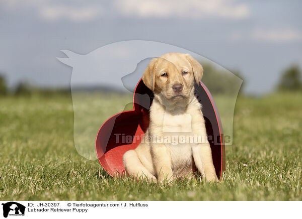 Labrador Retriever Puppy / JH-30397