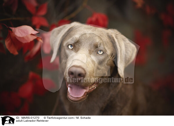 adult Labrador Retriever / MARS-01270