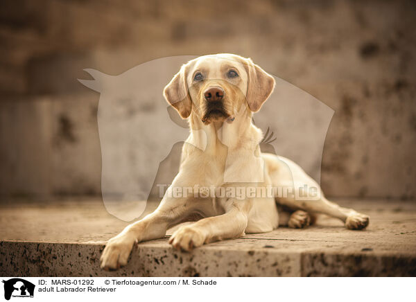adult Labrador Retriever / MARS-01292