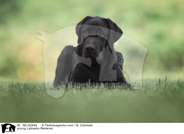 young Labrador Retriever / NC-02948