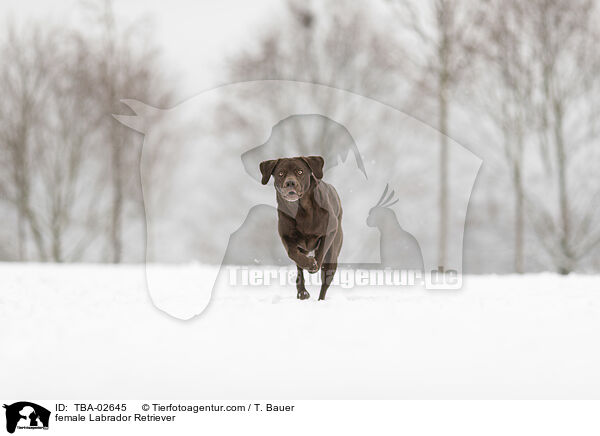 Labrador Retriever Hndin / female Labrador Retriever / TBA-02645