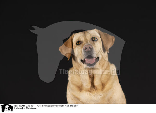 Labrador Retriever / MAH-03639