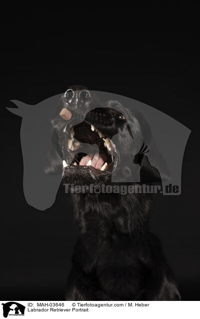 Labrador Retriever Portrait / MAH-03646