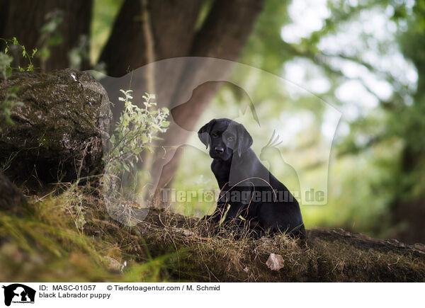 black Labrador puppy / MASC-01057