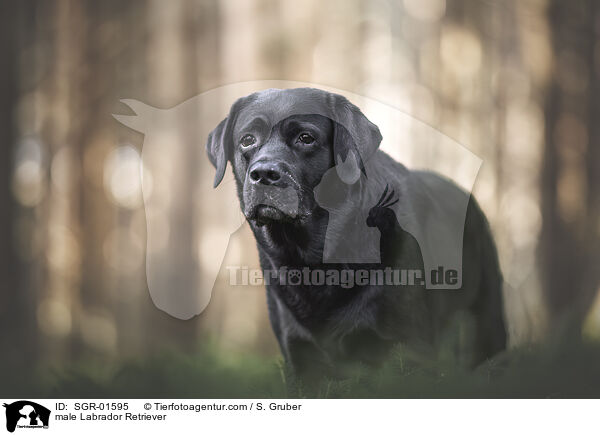 male Labrador Retriever / SGR-01595
