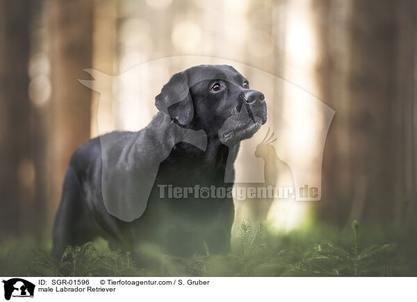 male Labrador Retriever / SGR-01596