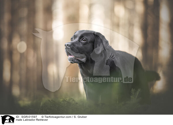 male Labrador Retriever / SGR-01597