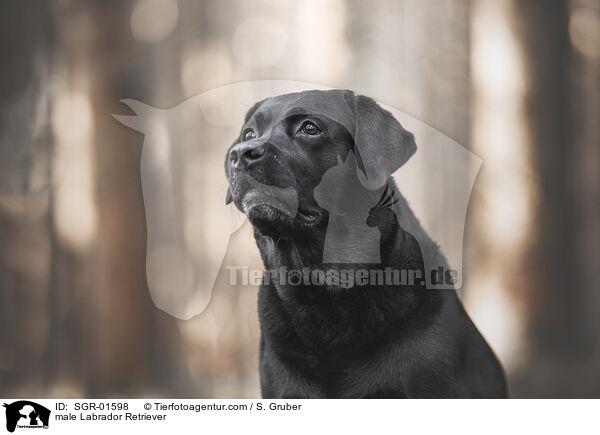 male Labrador Retriever / SGR-01598