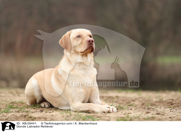 blonde Labrador Retriever / KB-08441