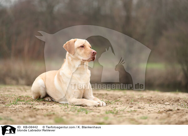 blonde Labrador Retriever / KB-08442