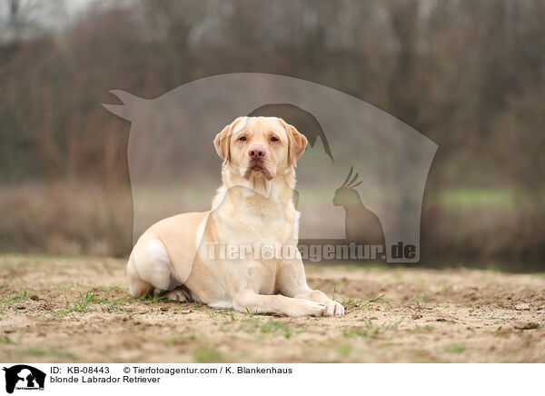 blonde Labrador Retriever / KB-08443