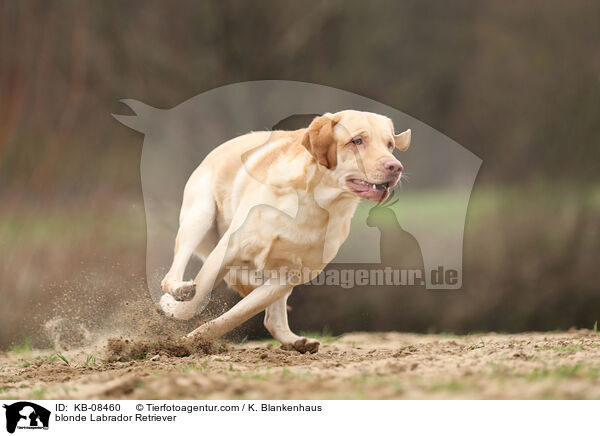 blonde Labrador Retriever / KB-08460