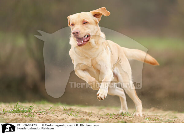 blonde Labrador Retriever / KB-08475