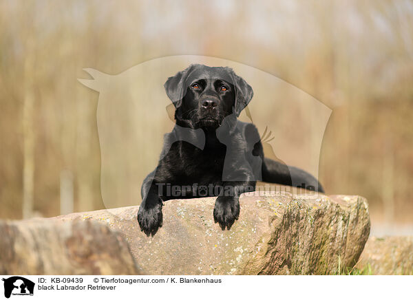 black Labrador Retriever / KB-09439