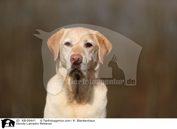 blonde Labrador Retriever / KB-09441