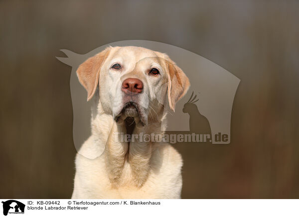 blonde Labrador Retriever / KB-09442