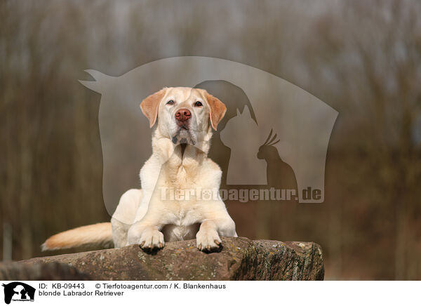 blonde Labrador Retriever / KB-09443