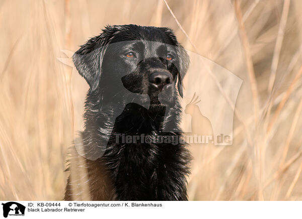 black Labrador Retriever / KB-09444