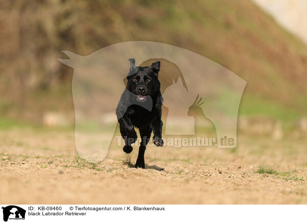 black Labrador Retriever / KB-09460