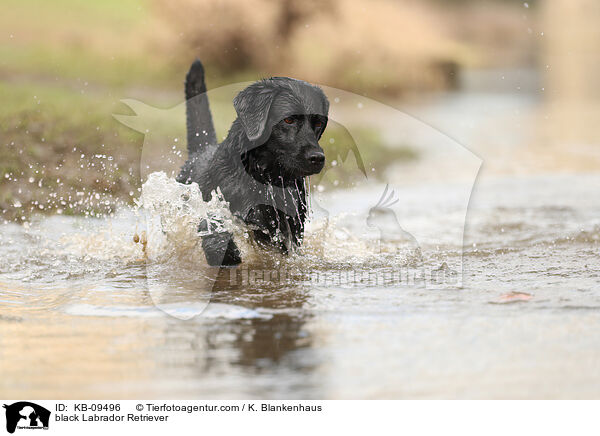 black Labrador Retriever / KB-09496